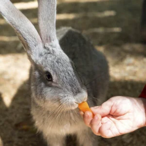 Petting Zoo